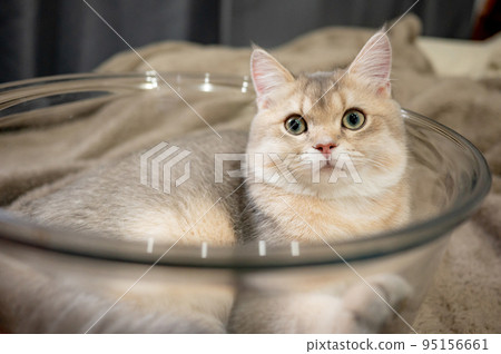 Golden Chinchilla British Shorthair cat lying in glass bowl Golden Chinchilla British Shorthair cat lying in glass bowl 95156661