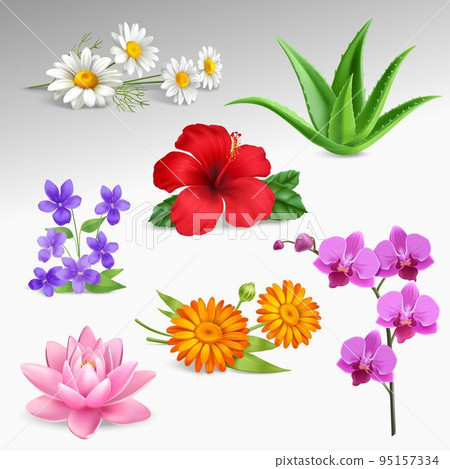 flowers Plants Realistic Icons Collection 95157334