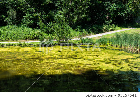 Scenic view over green water pond, waterplants and trees 95157541