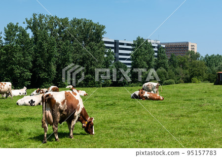 Vlezenbeek, Flemish Brabant - Belgium  -  Cows grazing with the buildings of the Erasme hospital in the background 95157783