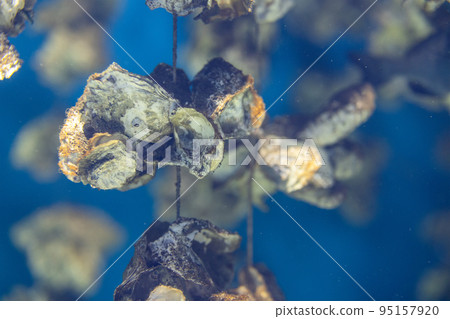Aquaculture of the oyster under the sea Aquaculture of the oyster under the sea 95157920