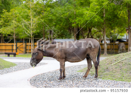 Donkey in the pasture farm 95157930