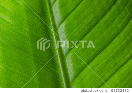 Green leave texture pattern close up Green leave texture pattern close up 95158183