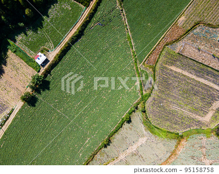 Chinese cabbage field 95158758