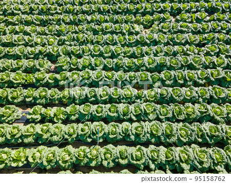 Chinese cabbage field 95158762