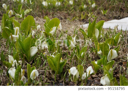 In Kinasa, Nagano City, there is Okususobana Nature Park, which is a colony of skunk cabbage. 95158795