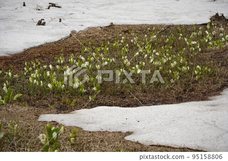 在長野市木佐,有一個臭菖蒲的聚居地Okususobana自然公園。 在長野市木佐,有一個臭菖蒲的聚居地Okususobana自然公園。 95158806