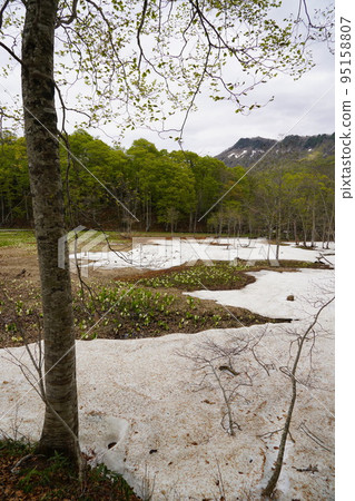 In Kinasa, Nagano City, there is Okususobana Nature Park, which is a colony of skunk cabbage. 95158807