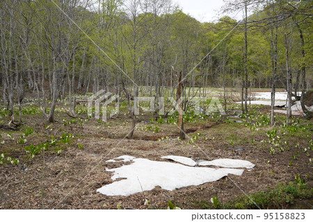 In Kinasa, Nagano City, there is Okususobana Nature Park, which is a colony of skunk cabbage. 95158823
