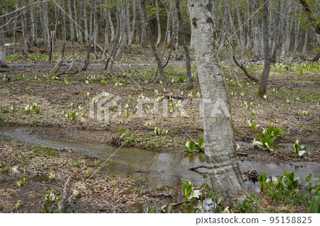 在長野市木佐,有一個臭菖蒲的聚居地Okususobana自然公園。 在長野市木佐,有一個臭菖蒲的聚居地Okususobana自然公園。 95158825