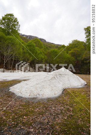 In Kinasa, Nagano City, there is Okususobana Nature Park, which is a colony of skunk cabbage. 95158832