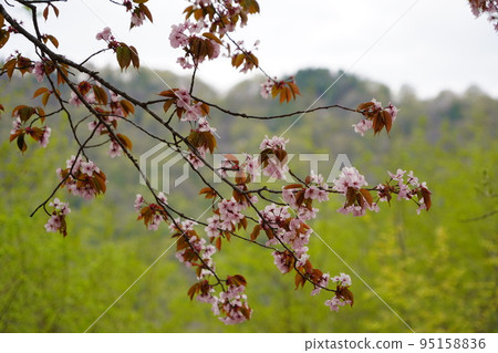 在長野市木佐,有一個臭菖蒲的聚居地Okususobana自然公園。 在長野市木佐,有一個臭菖蒲的聚居地Okususobana自然公園。 95158836