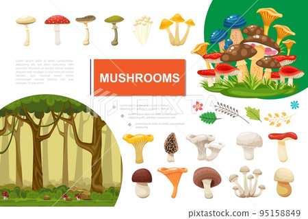 Flat Mushrooms Colorful Composition 95158849