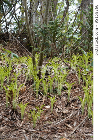 在長野市木佐,有一個臭菖蒲的聚居地Okususobana自然公園。 在長野市木佐,有一個臭菖蒲的聚居地Okususobana自然公園。 95158866