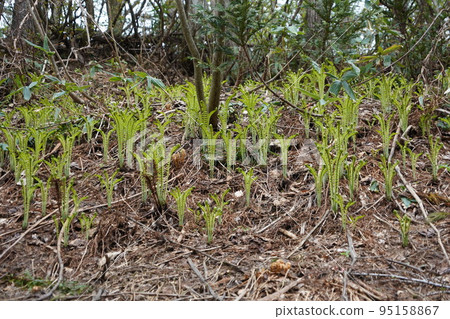在長野市木佐,有一個臭菖蒲的聚居地Okususobana自然公園。 在長野市木佐,有一個臭菖蒲的聚居地Okususobana自然公園。 95158867