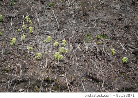 在長野市木佐，有一個臭菖蒲的聚居地Okususobana自然公園。 95158871