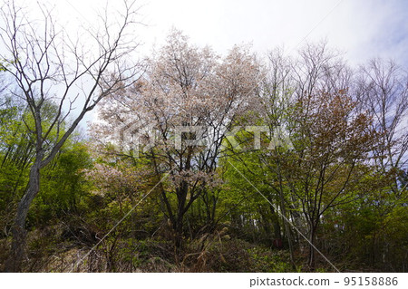 在長野市木佐,有一個臭菖蒲的聚居地Okususobana自然公園。 在長野市木佐,有一個臭菖蒲的聚居地Okususobana自然公園。 95158886