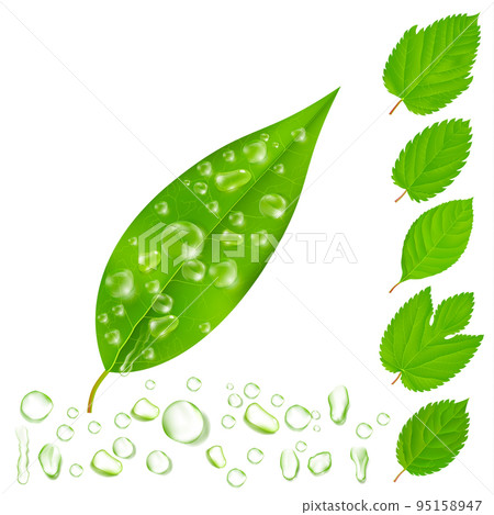 Fresh Leaves With Water Drops Set Fresh Leaves With Water Drops Set 95158947
