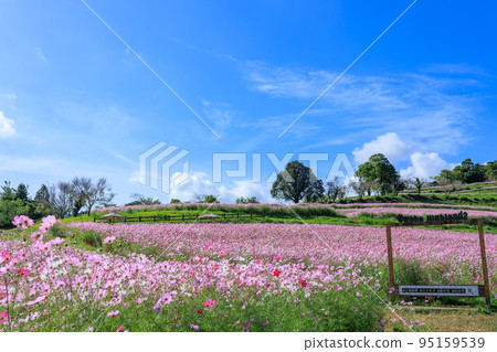 Cosmos field on the listed highlands in autumn 95159539
