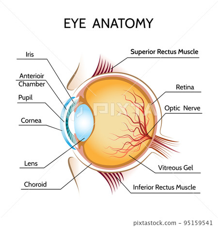 Eye anatomy 95159541