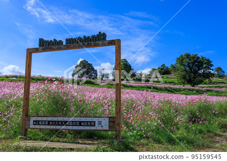 秋季上市高地的波斯菊田 秋季上市高地的波斯菊田 95159545