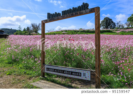 秋季上市高地的波斯菊田 秋季上市高地的波斯菊田 95159547