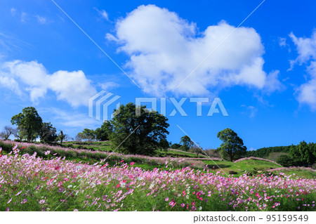 秋季上市高地的波斯菊田 秋季上市高地的波斯菊田 95159549