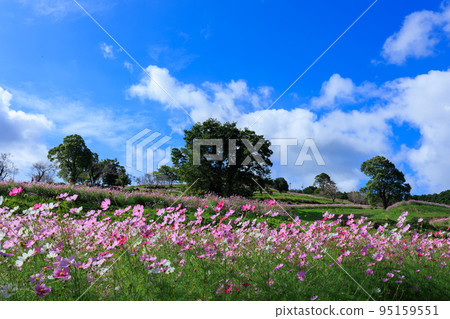 秋季上市高地的波斯菊田 秋季上市高地的波斯菊田 95159551