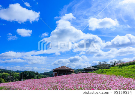 秋季上市高地的波斯菊田 95159554