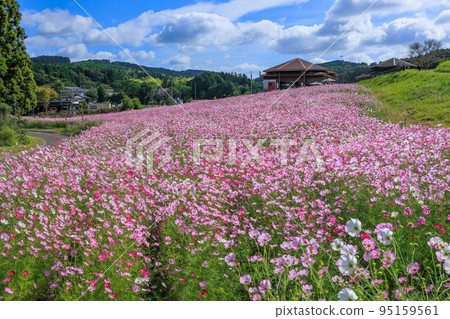秋季上市高地的波斯菊田 秋季上市高地的波斯菊田 95159561