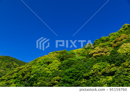 Image of fresh green forest 95159760