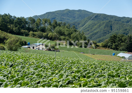 Chinese cabbage field Chinese cabbage field 95159861