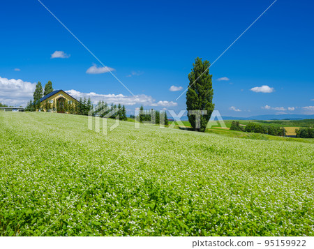 北海道美瑛_肯和瑪麗樹和蕎麥田風景 95159922