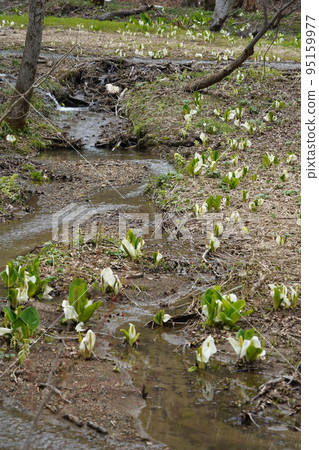 在長野市木佐，有一個臭菖蒲的聚居地Okususobana自然公園。 95159977