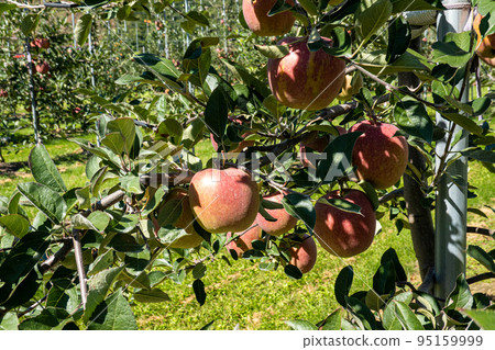 Apples turning red Apples turning red 95159999