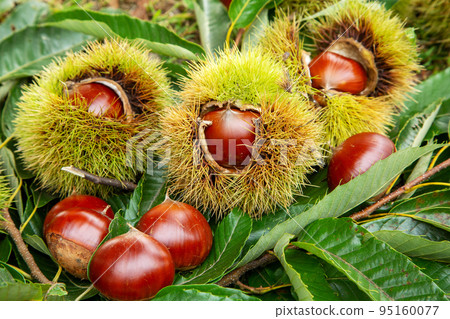 Chestnut fruit Chestnut fruit 95160077