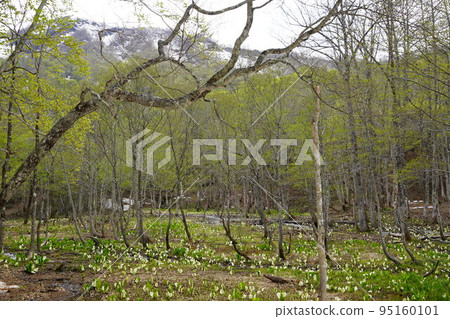 在長野市木佐,有一個臭菖蒲的聚居地Okususobana自然公園。 在長野市木佐,有一個臭菖蒲的聚居地Okususobana自然公園。 95160101