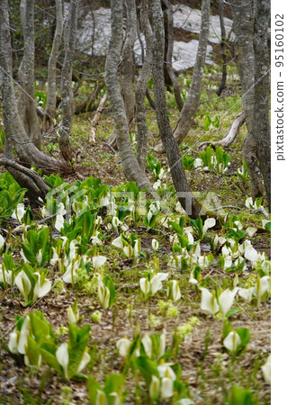 In Kinasa, Nagano City, there is Okususobana Nature Park, which is a colony of skunk cabbage. 95160102