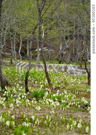In Kinasa, Nagano City, there is Okususobana Nature Park, which is a colony of skunk cabbage. 95160103