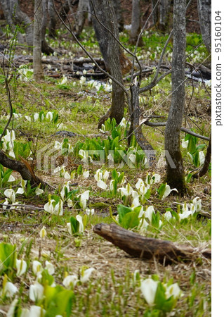 In Kinasa, Nagano City, there is Okususobana Nature Park, which is a colony of skunk cabbage. 95160104