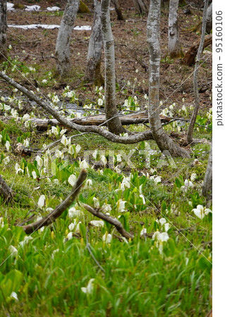 In Kinasa, Nagano City, there is Okususobana Nature Park, which is a colony of skunk cabbage. 95160106