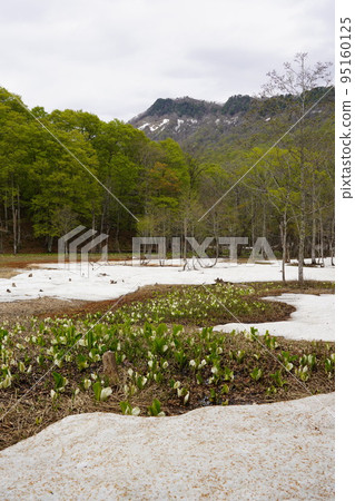 In Kinasa, Nagano City, there is Okususobana Nature Park, which is a colony of skunk cabbage. In Kinasa, Nagano City, there is Okususobana Nature Park, which is a colony of skunk cabbage. 95160125