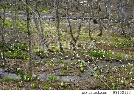 In Kinasa, Nagano City, there is Okususobana Nature Park, which is a colony of skunk cabbage. In Kinasa, Nagano City, there is Okususobana Nature Park, which is a colony of skunk cabbage. 95160153