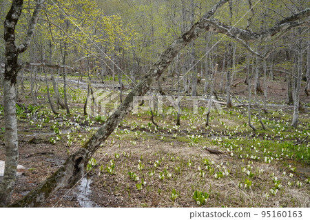 在長野市木佐,有一個臭菖蒲的聚居地Okususobana自然公園。 在長野市木佐,有一個臭菖蒲的聚居地Okususobana自然公園。 95160163