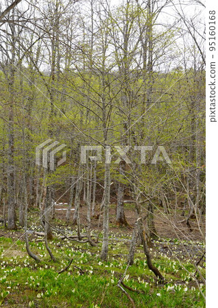 In Kinasa, Nagano City, there is Okususobana Nature Park, which is a colony of skunk cabbage. 95160168