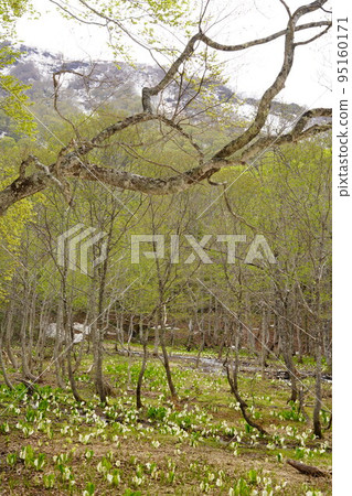 在長野市木佐,有一個臭菖蒲的聚居地Okususobana自然公園。 在長野市木佐,有一個臭菖蒲的聚居地Okususobana自然公園。 95160171