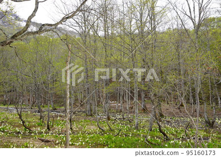 在長野市木佐,有一個臭菖蒲的聚居地Okususobana自然公園。 在長野市木佐,有一個臭菖蒲的聚居地Okususobana自然公園。 95160173