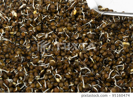 Lentils Sprouts, Sprouted Black Lentil Grains, Dal, Daal, Dhal, Masoor 95160474