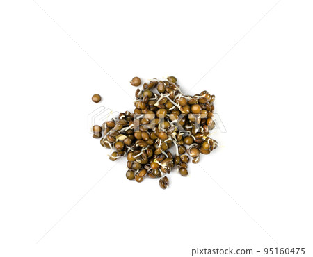 Lentils Sprouts, Sprouted Black Lentil Grains, Dal, Daal, Dhal, Masoor 95160475