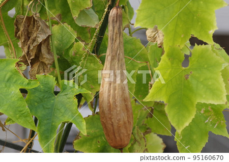 Loofah fruit that has turned brown and has seeds inside Loofah fruit that has turned brown and has seeds inside 95160670